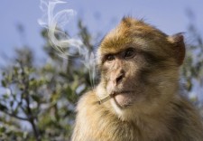 baboon with cigarette