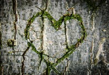 Heart in tree